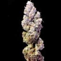 Crockett  039  S  Sour  Tangie  Regular  Cannabis  Seeds  Jpg